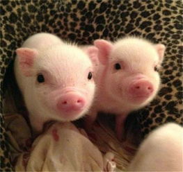 全國驚現(xiàn)首個豬價破 12 省份，羊價走勢或緊隨其后