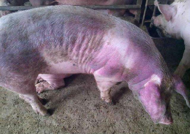 豬藍耳病的快速治療方案及預(yù)防措施——養(yǎng)豬人必讀