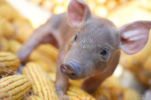 4月23號(hào)，屬豬人需謹(jǐn)慎應(yīng)對(duì)潛在挑戰(zhàn)