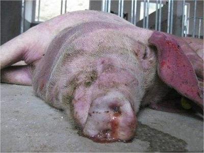 豬咳嗽喘氣總治不好？專家教你一招，科學(xué)治愈呼吸道疾病