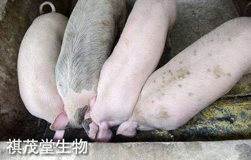 2022年生豬業(yè) 以“三高”開局，以深度調(diào)整收尾